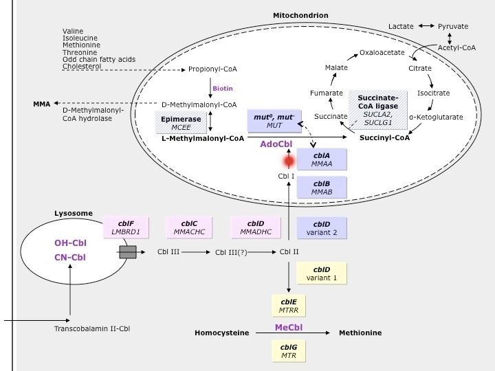 Cobalamin A Deficiency